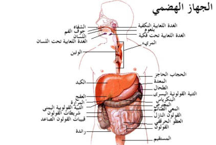 اجزاء الجهاز الهضمي بالتفصيل , معرفة جسم الانسان واجزاء الجهاز الهضمى بالكامل