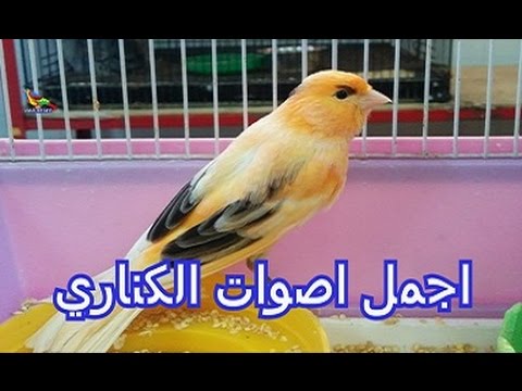 صوت عصافير كناري - اجمل صوت لذقذقه الكناري 587