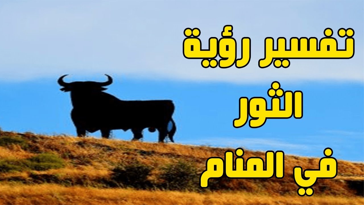 الثور الاسود في المنام - رؤية الحيوانات في المنام 9461