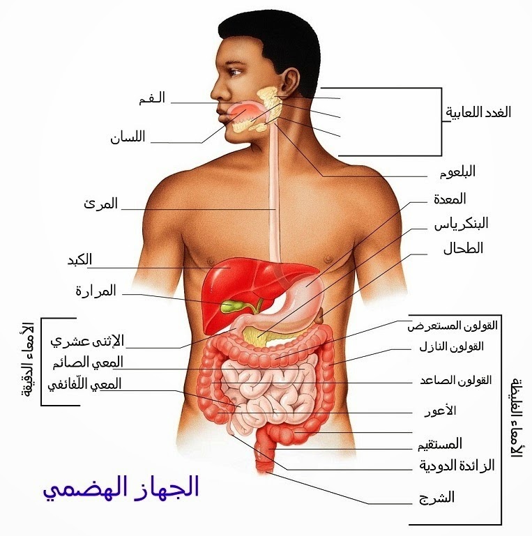 صور جسم الانسان - الصور التعليمية لجسم الانسان 583