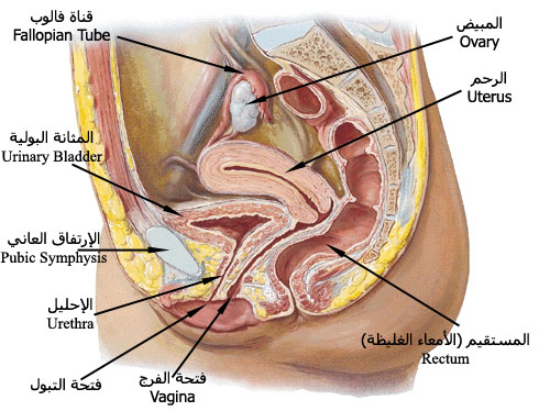 صور جسم الانسان - الصور التعليمية لجسم الانسان 583 9