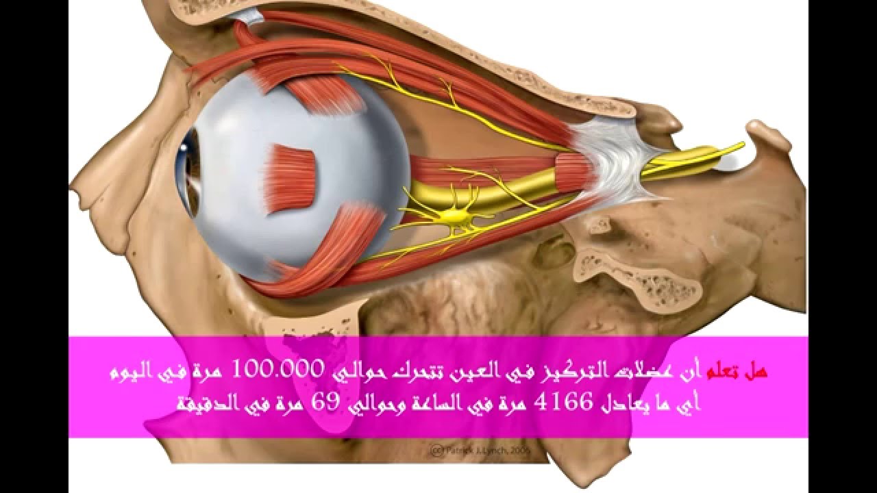 هل تعلم عن الانسان - حقائق ومعلومات عن جسم الانسان 861 2