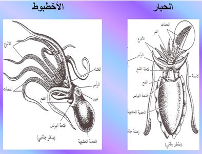 حيوان مائي يشبه الاخطبوط 7819 2