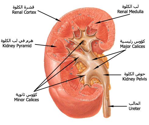 صور جسم الانسان - الصور التعليمية لجسم الانسان 583 4