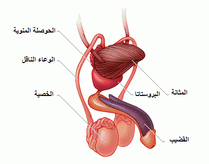 معلومات عن الجهاز التناسلي الذكري , هام للرجال