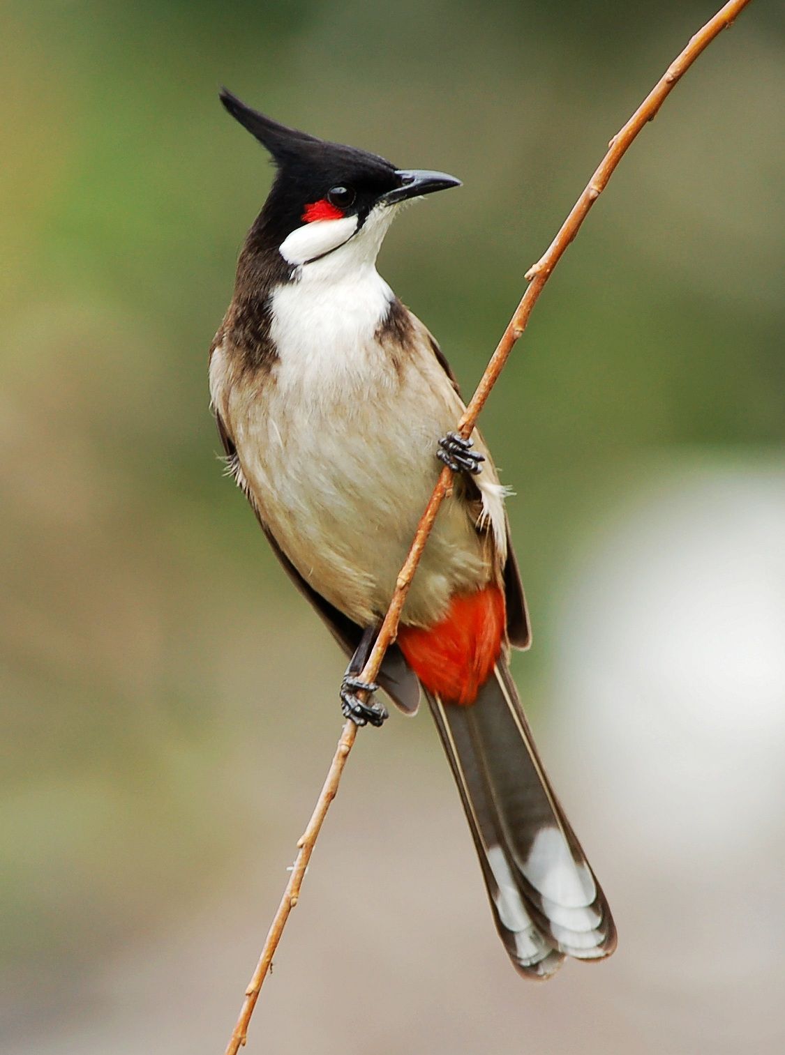 صور بلابل - احلى صور بلابل 3040 28