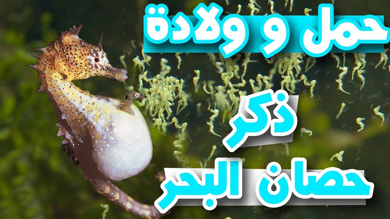 اي ذكور الحيوانات يحمل بدل انثاه 8197