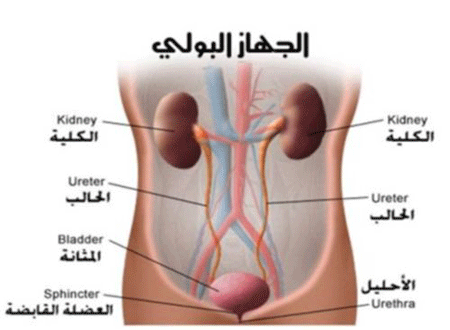 علاج سريع لحرقان البول , علاج فعال وسريع لحرقان البول