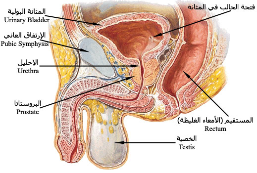 صور جسم الانسان - الصور التعليمية لجسم الانسان 583 8