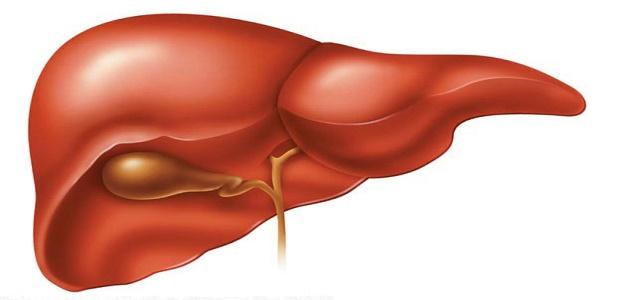 علاج دهون الكبد بالماء , علاج الدهون المتشبعة فى الكبد بشرب الماء