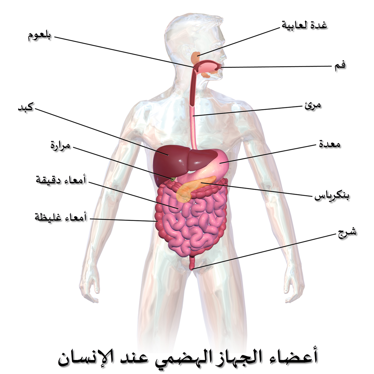 صور جسم الانسان - الصور التعليمية لجسم الانسان 583