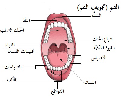 صور جسم الانسان - الصور التعليمية لجسم الانسان 583 3