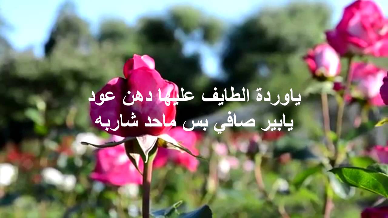 بيت شعر عن الورد 8182