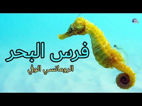 اي ذكور الحيوانات يحمل بدل انثاه 8197 1