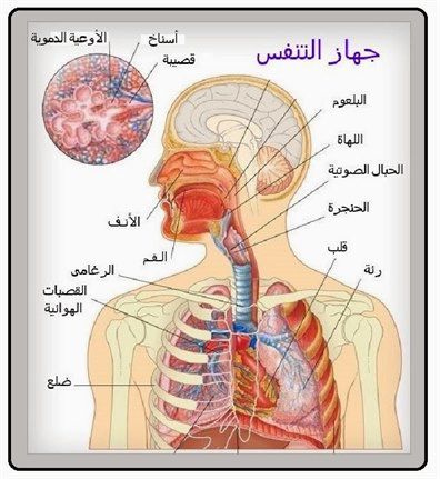 صور جسم الانسان - الصور التعليمية لجسم الانسان 583 1