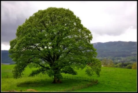 صور اشجار - احلى صوة طبيبعية للاشجار الكبيرة 1019 1