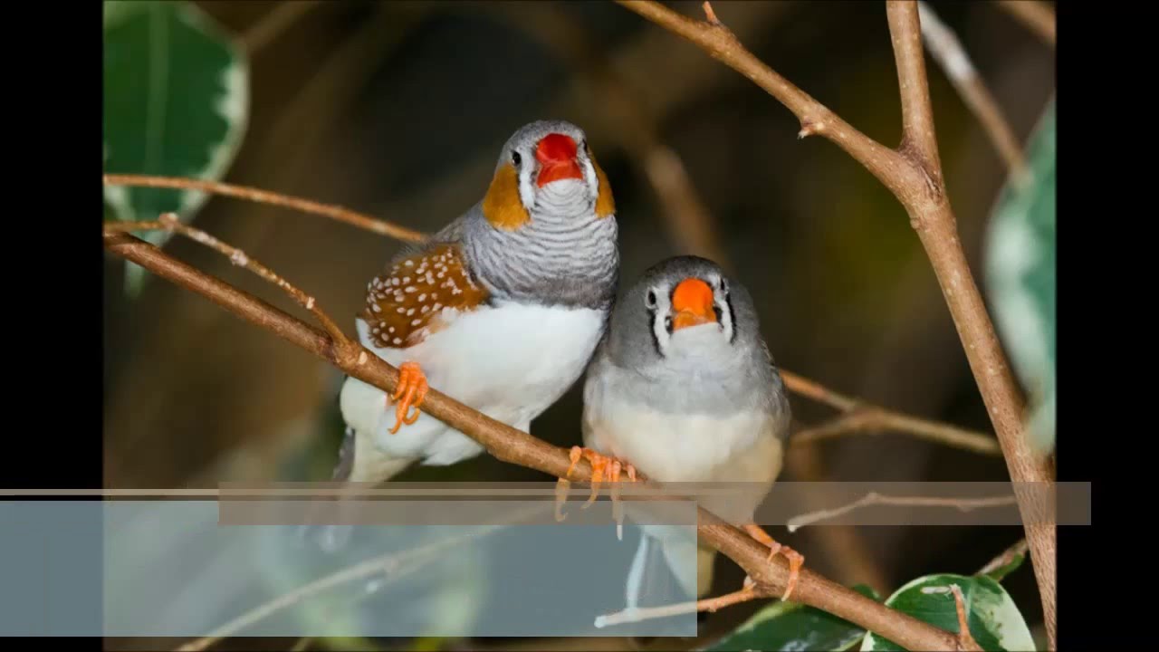 عصافير الزينة - اشكال جميله جدا لعصافير الزينه 3904