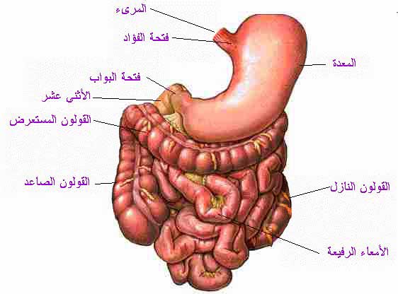 صور جسم الانسان - الصور التعليمية لجسم الانسان 583 5