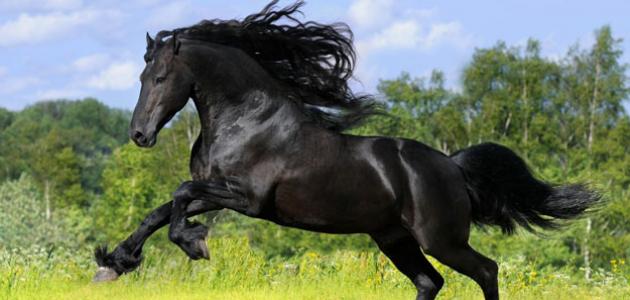 585 8 خيول عربية - اجمل الخيل العربي الاصيل عدوله