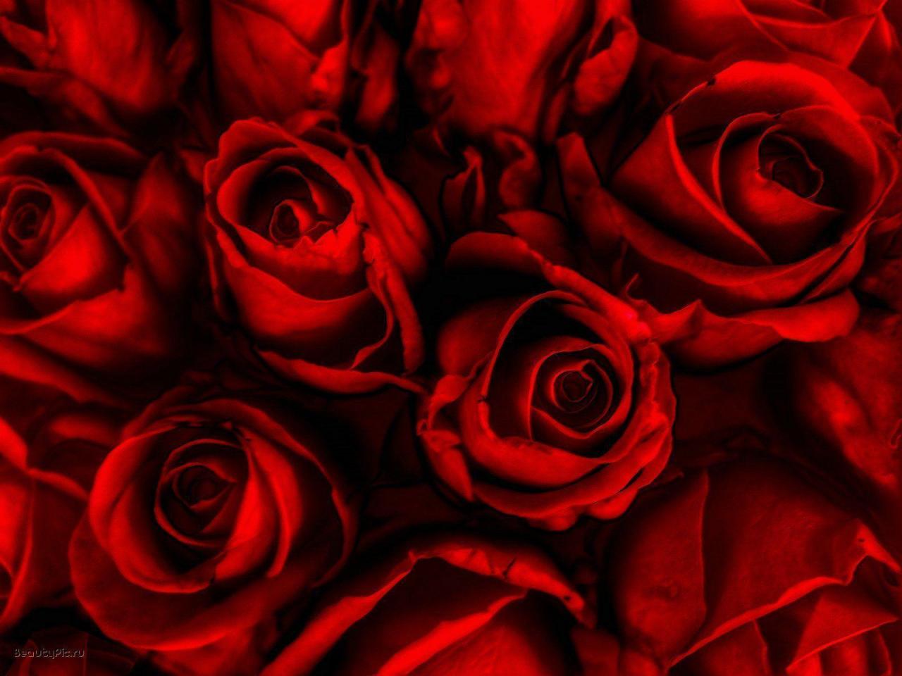 خلفيات ورود حمراء , اروع صور لازهار وورد حمراء اللون كلام حب
