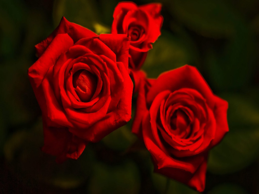 خلفيات ورود حمراء , اروع صور لازهار وورد حمراء اللون كلام حب