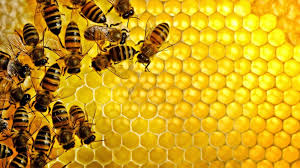 11344 2 فوائد عسل السمر - اروع فوائد لعسل السمر نهلة جلبهار