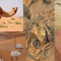 17039 1 حيوانات تعيش في الصحراء ، يمكن تعرف لاول مرة ثروت اصالة