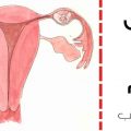 17111 1 تجربتي مع الحمل خارج الرحم،يكون الرحم في جسم المرأة نرمين